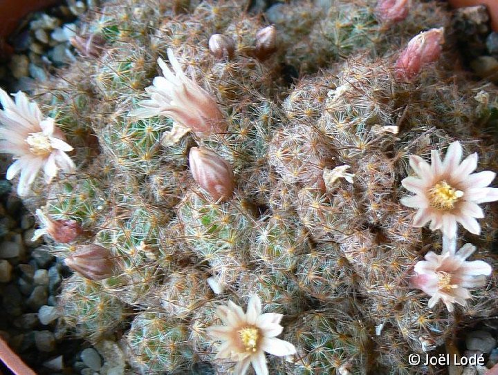 Mammillaria prolifera cv Hardy JLcoll.2908